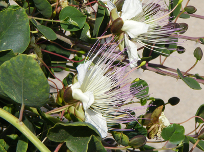 Fiore del Cappero Isole Eolie