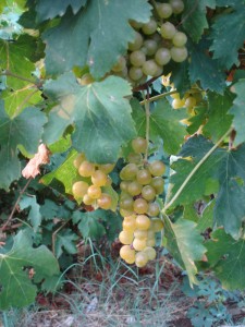 malvasia di salina isole eolie